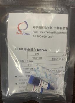 66 kD单条蛋白Marker