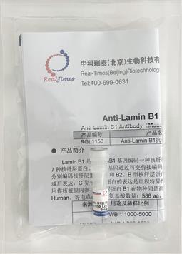 Anti-Lamin B1抗体（兔单抗）